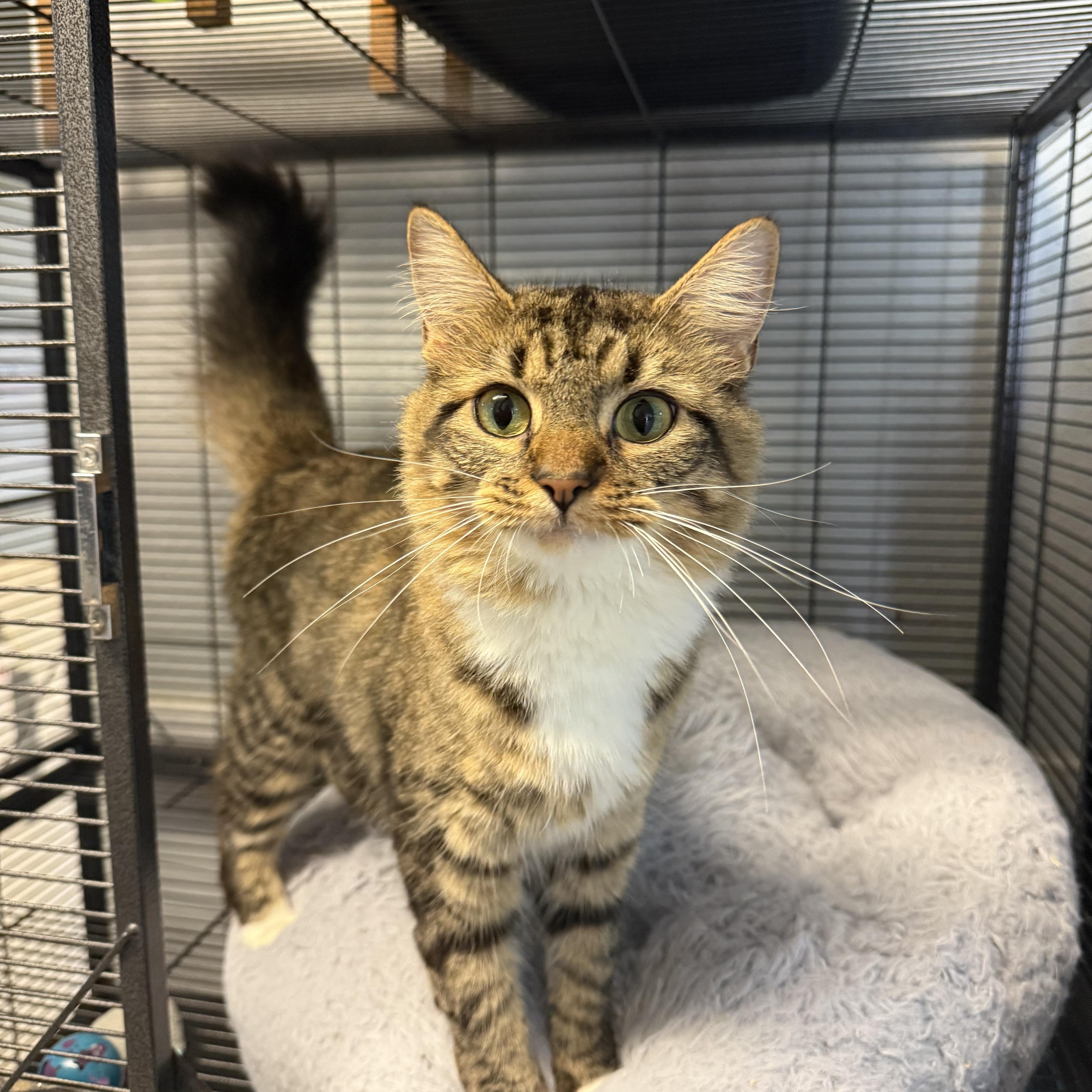 Enlarge Crysanthemum, a ADOPTABLE Domestic Medium Hair in Hendersonville, TN image 1/1