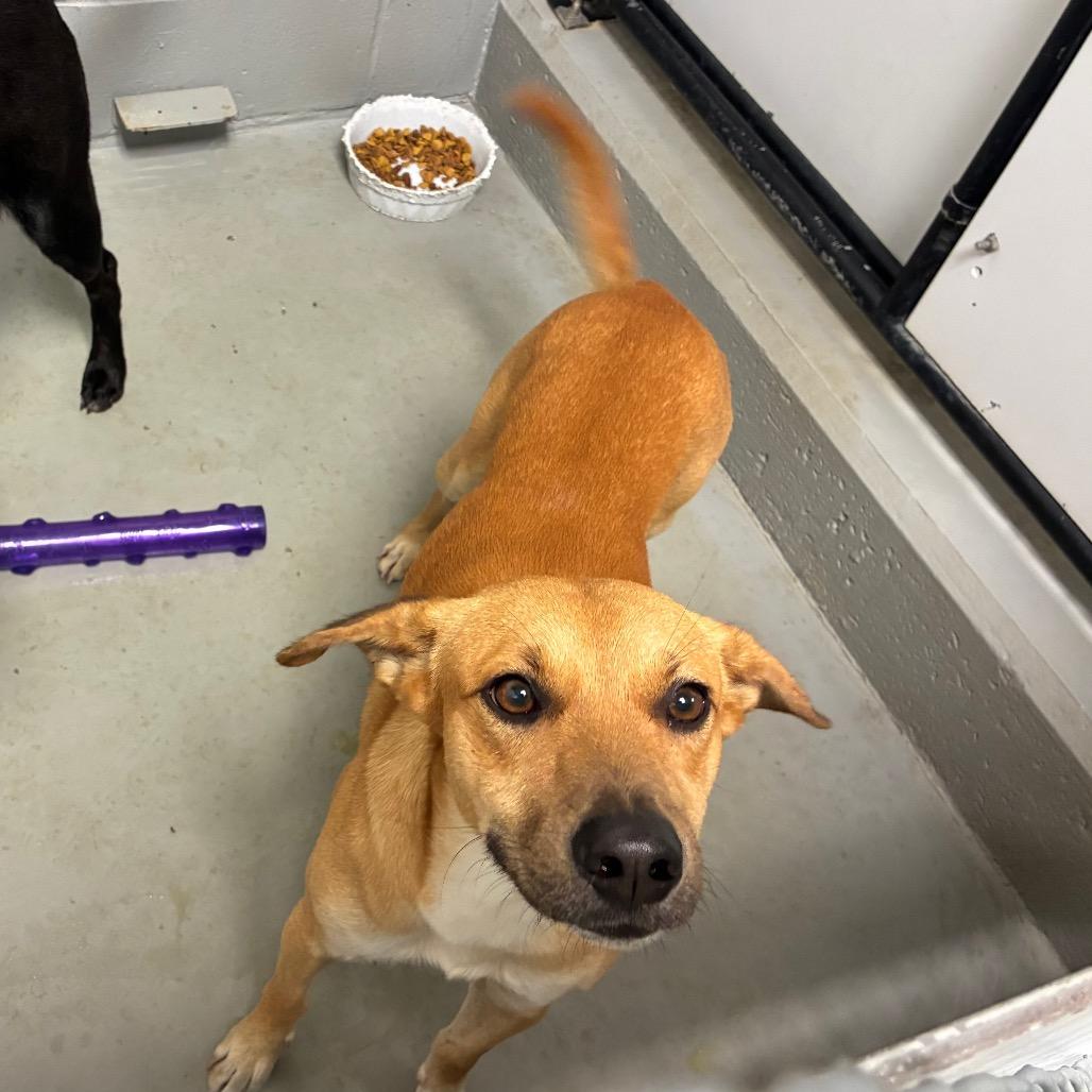 Scrappy, Adoptable, Young Male Labrador Retriever & Mixed Breed.