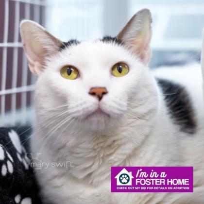 Birdie, ADOPTABLE, Senior Male Domestic Short Hair.