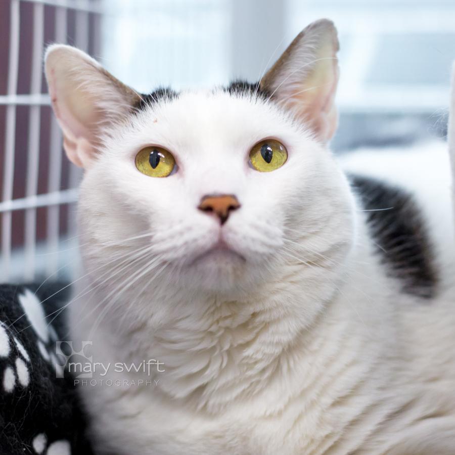 Enlarge Birdie, a ADOPTABLE Domestic Short Hair in Reisterstown, MD image 2/2
