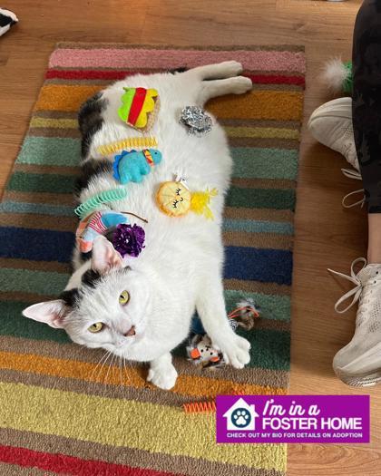 Enlarge Birdie, a ADOPTABLE Domestic Short Hair in Reisterstown, MD image 2/2