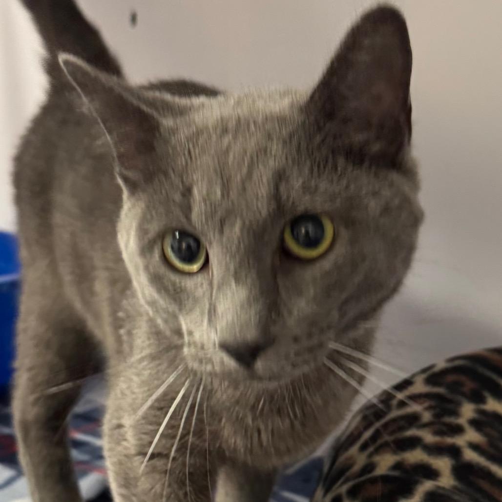 Enlarge Buddy, a Adoptable Domestic Short Hair in Peoria, IL image 1/1