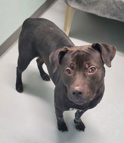 Enlarge Louella (6953), a Adoptable mixed breed in Lake City, MI image 1/1