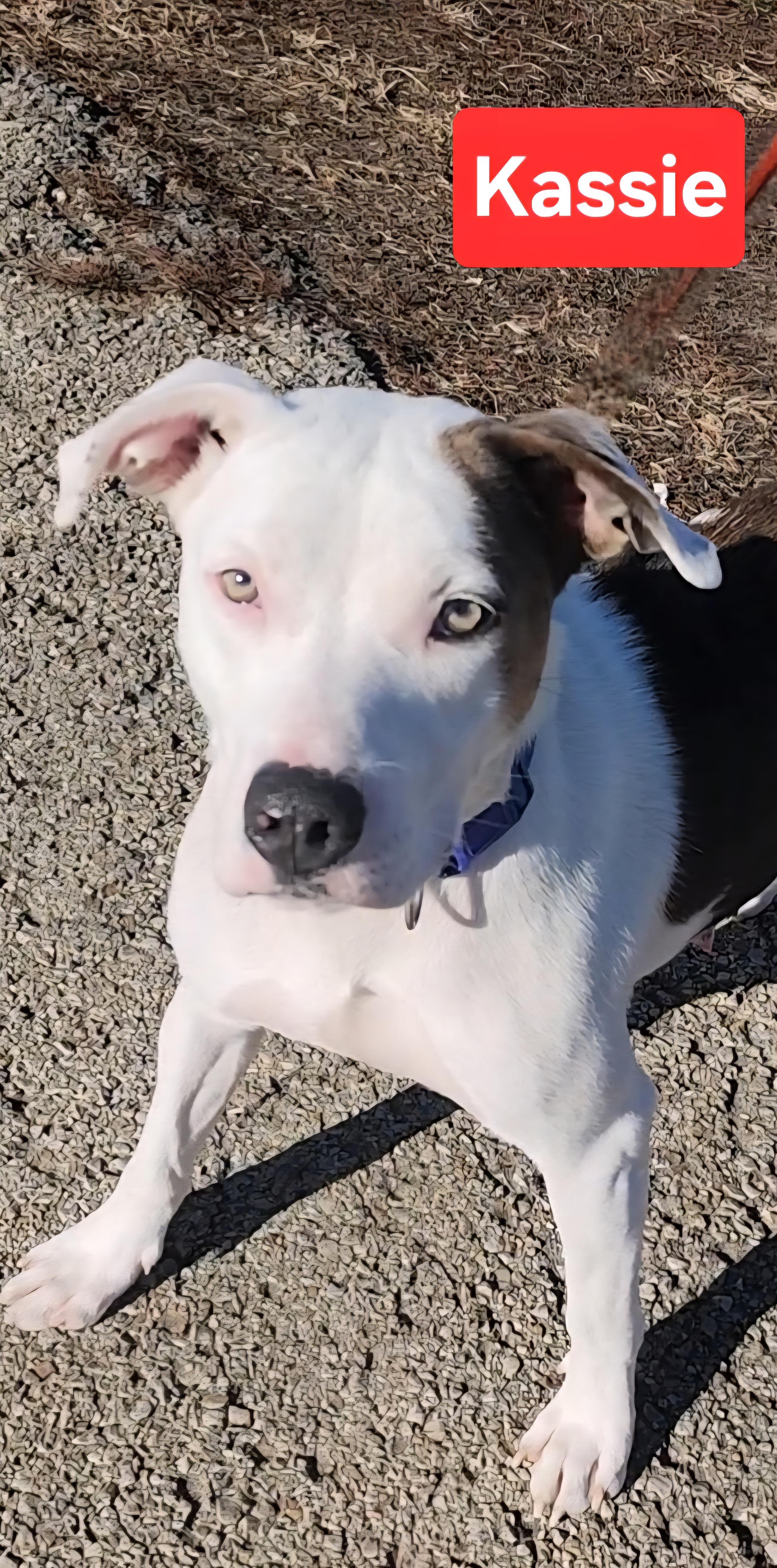 Enlarge Kassie, a ADOPTABLE mixed breed in Clinton, MO image 2/3