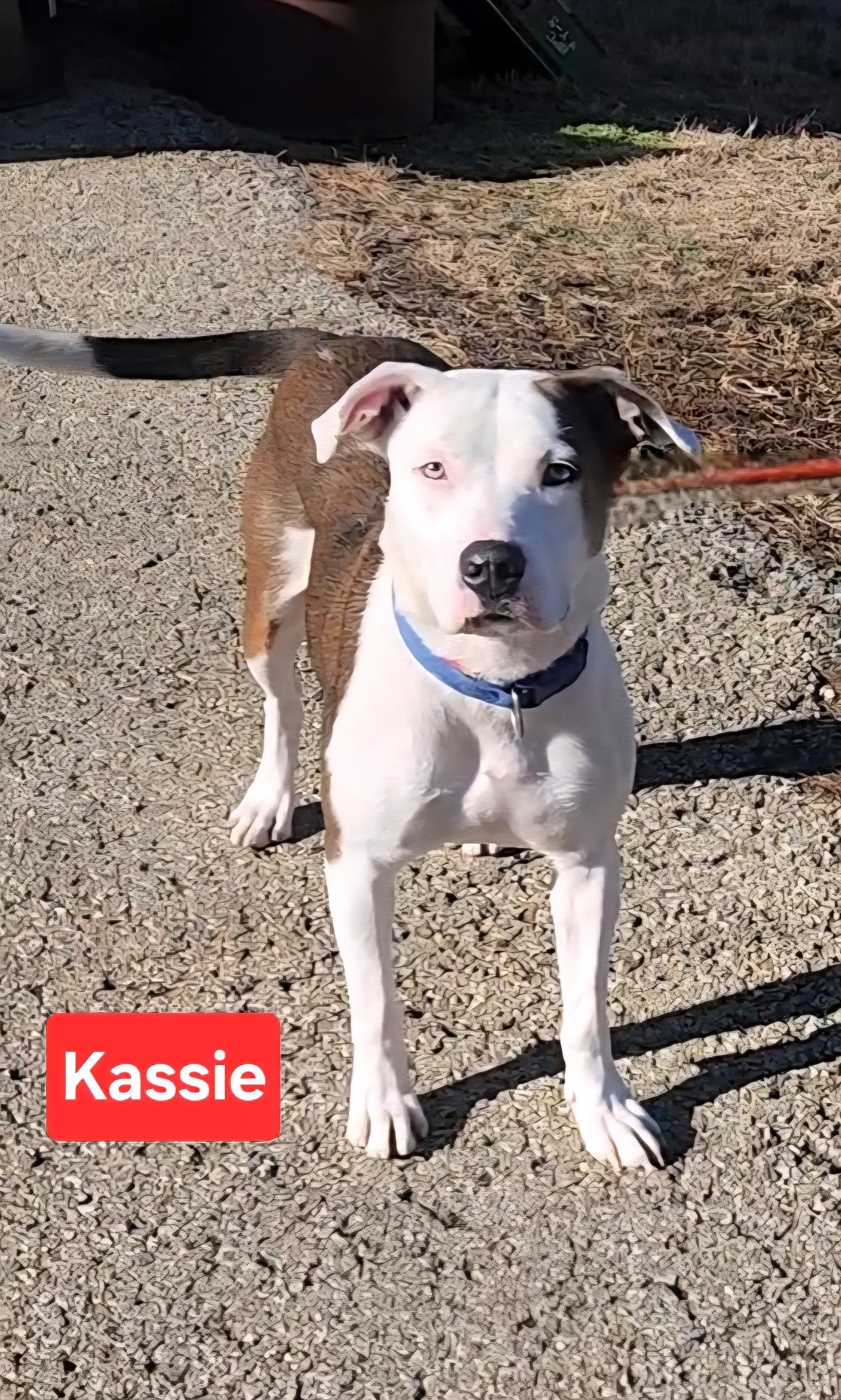 Enlarge Kassie, a ADOPTABLE mixed breed in Clinton, MO image 3/3
