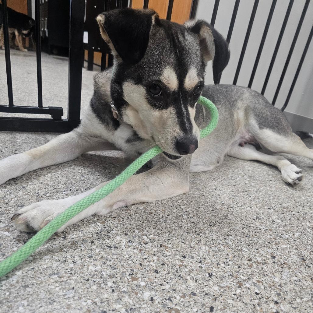 Geenie, Adoptable, Adult Female Husky & Mixed Breed.