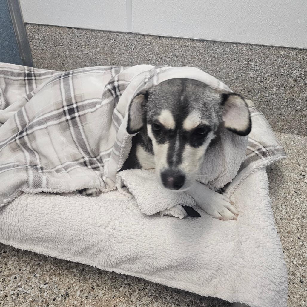 Geenie, a Adoptable mixed breed image 2/4