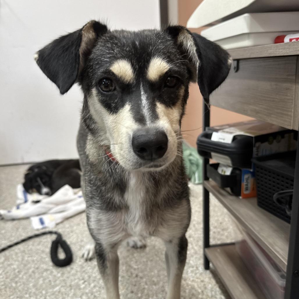 Geenie, a Adoptable mixed breed image 4/4