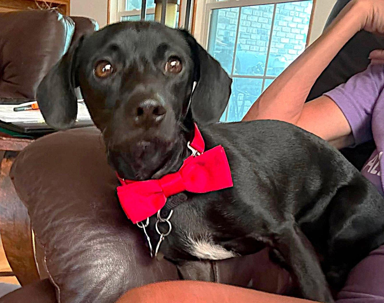 Enlarge Vera's Wralph TX, a Adopted mixed breed in Boonton, NJ image 2/3