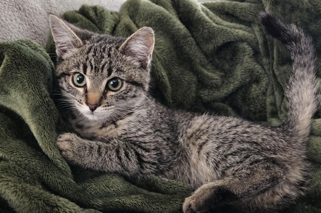 Cookie Dough, Adoptable, Kitten Female Domestic Short Hair.