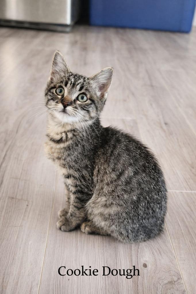 Enlarge Cookie Dough, a Adoptable mixed breed in Miami, OK image 1/1