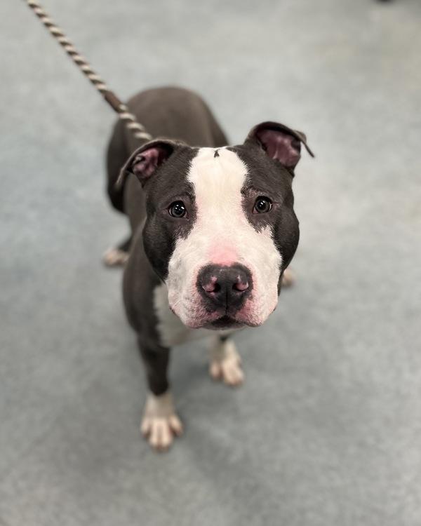 Target, Adoptable, Young Male Pit Bull Terrier.