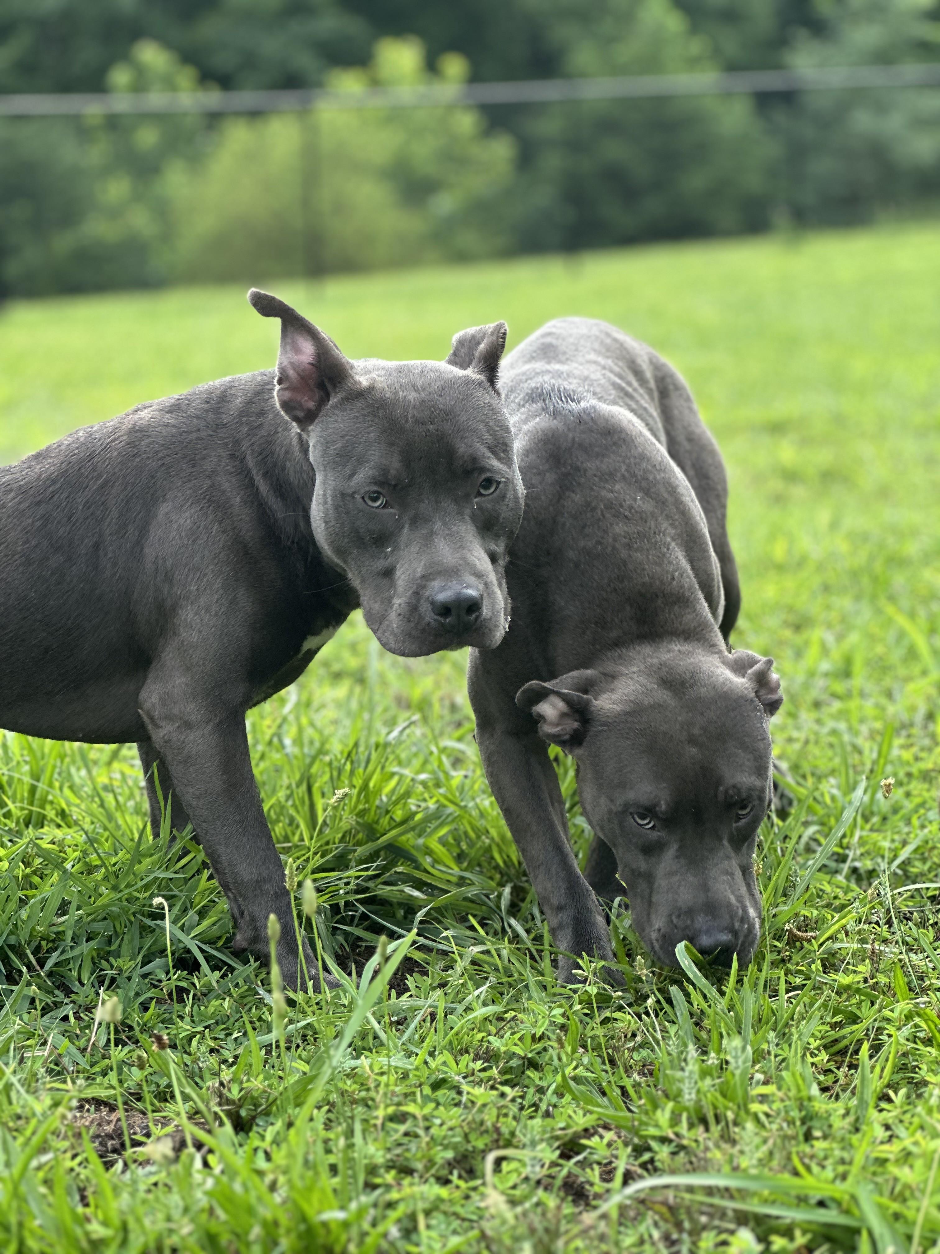 Adrian, a ADOPTABLE mixed breed in Stafford, VA image 2/4