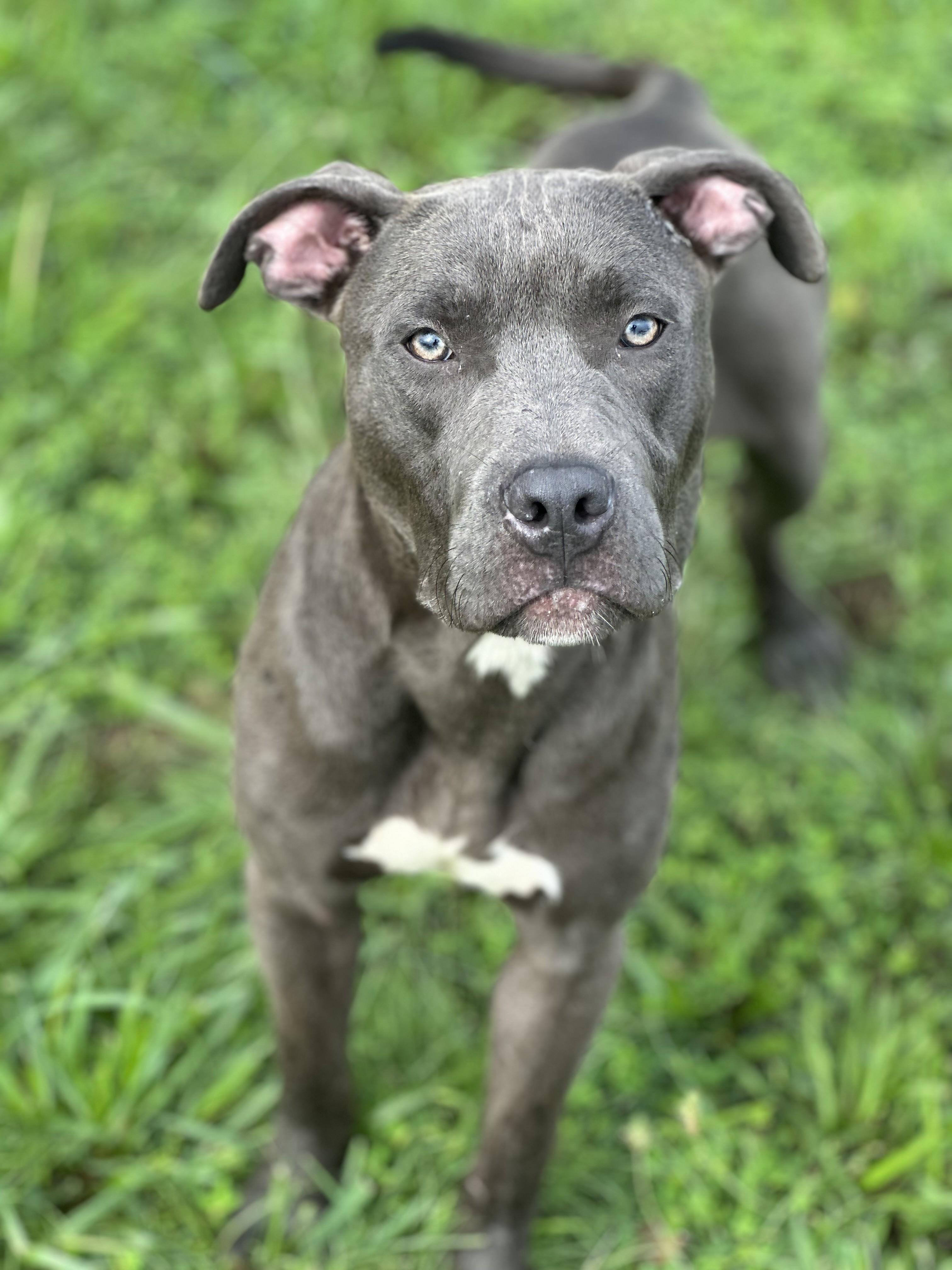Adrian, a ADOPTABLE mixed breed in Stafford, VA image 4/4