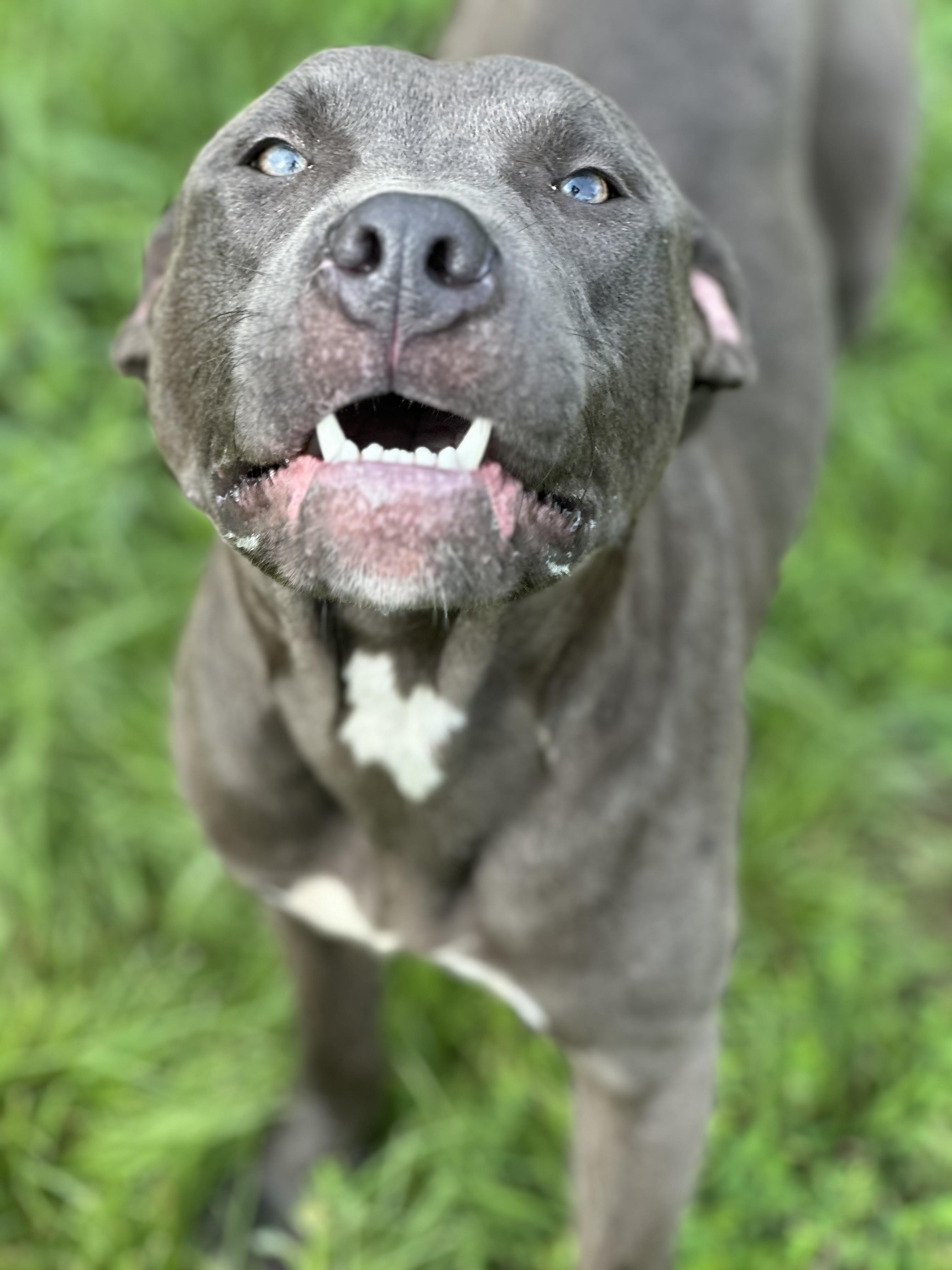 Adrian, a ADOPTABLE mixed breed in Stafford, VA image 1/4