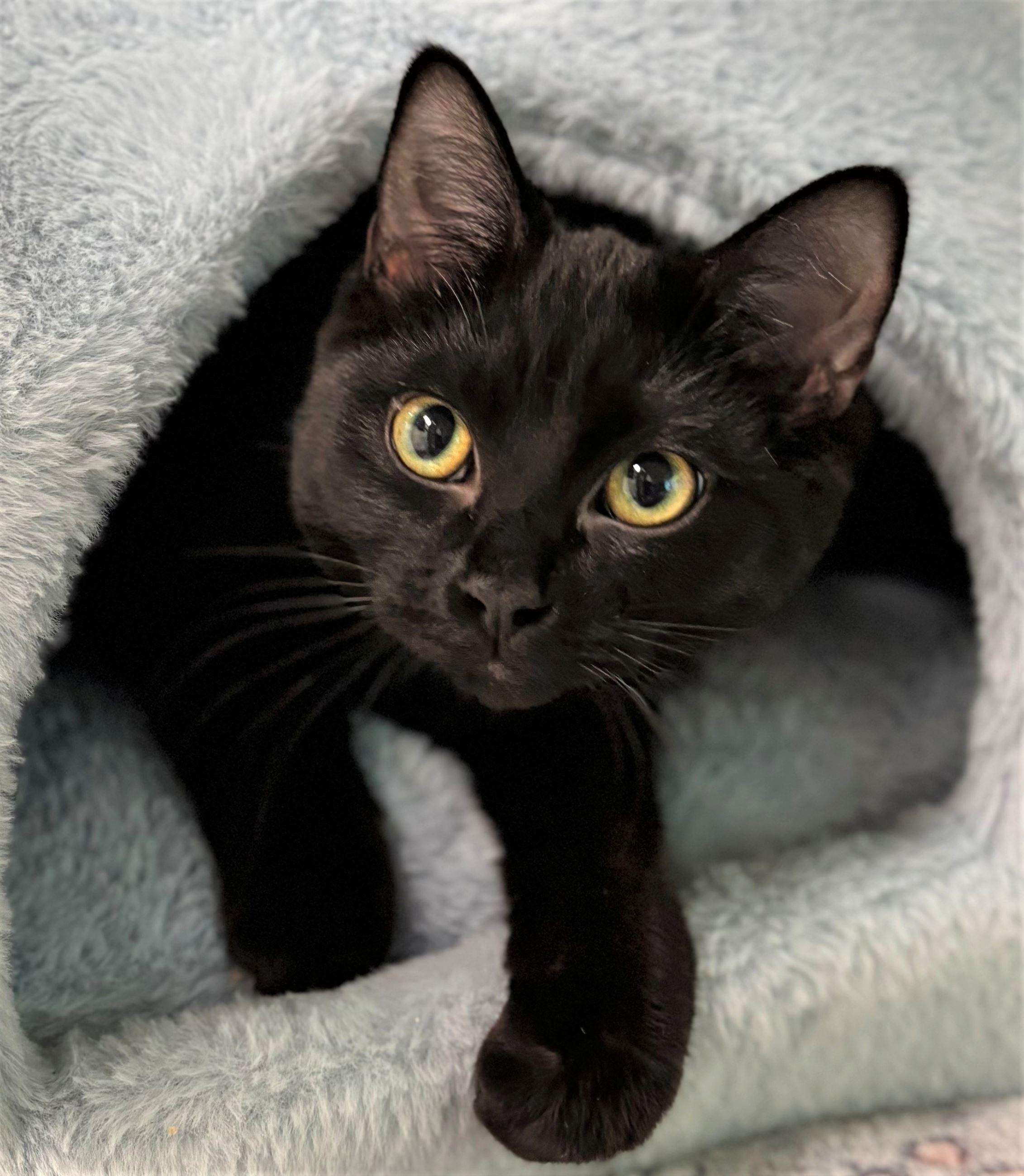 Enlarge Cepheus, a ADOPTABLE Domestic Short Hair in Iowa City, IA image 2/2