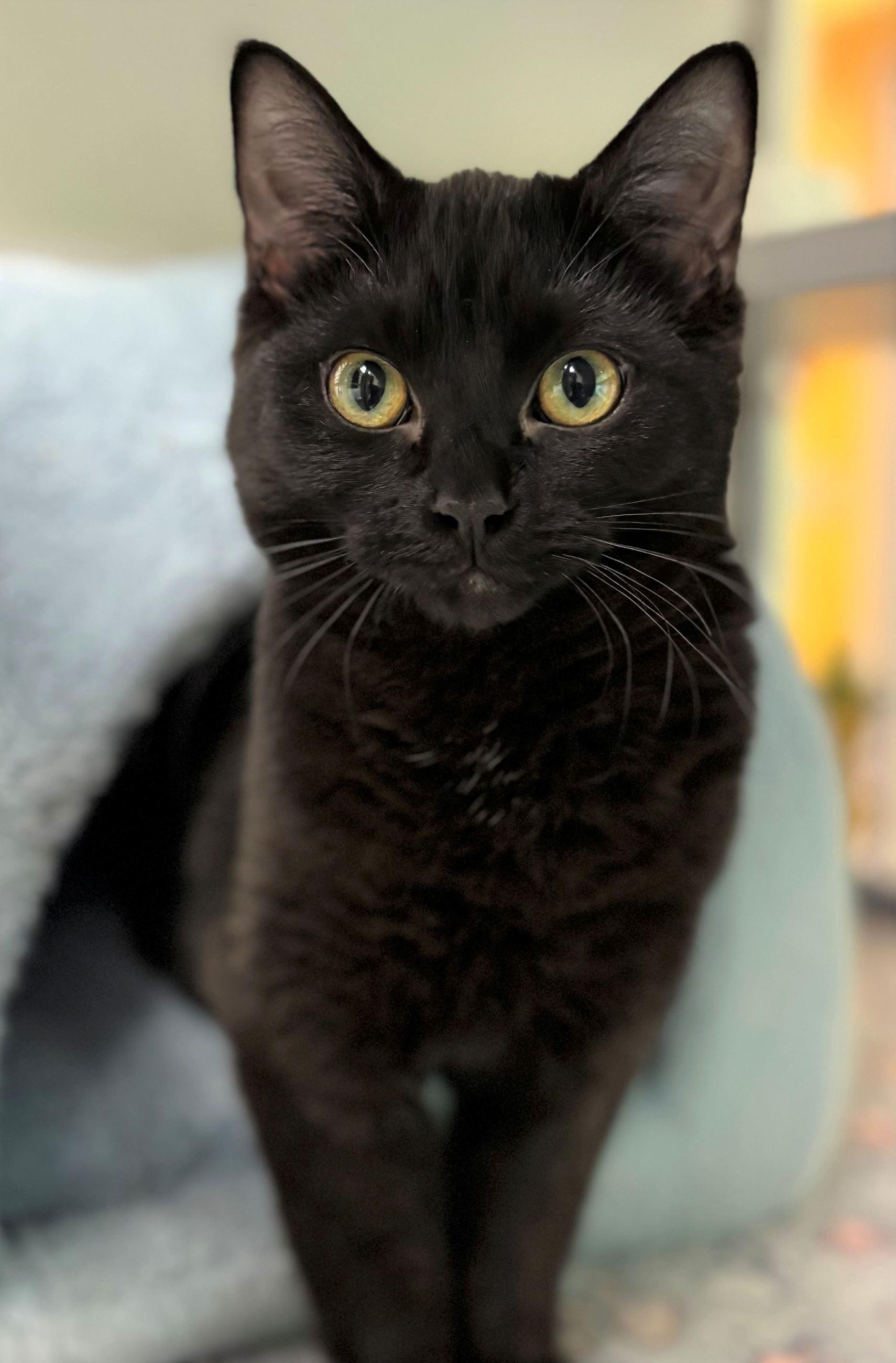 Enlarge Cepheus, a ADOPTABLE Domestic Short Hair in Iowa City, IA image 1/2