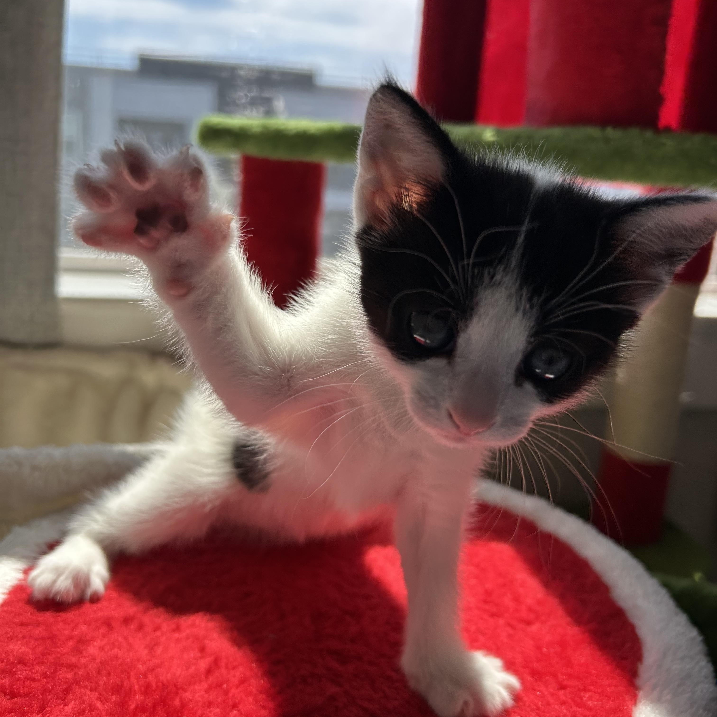 Mia Maebelle, a ADOPTABLE Domestic Short Hair in Easley, SC image 3/4