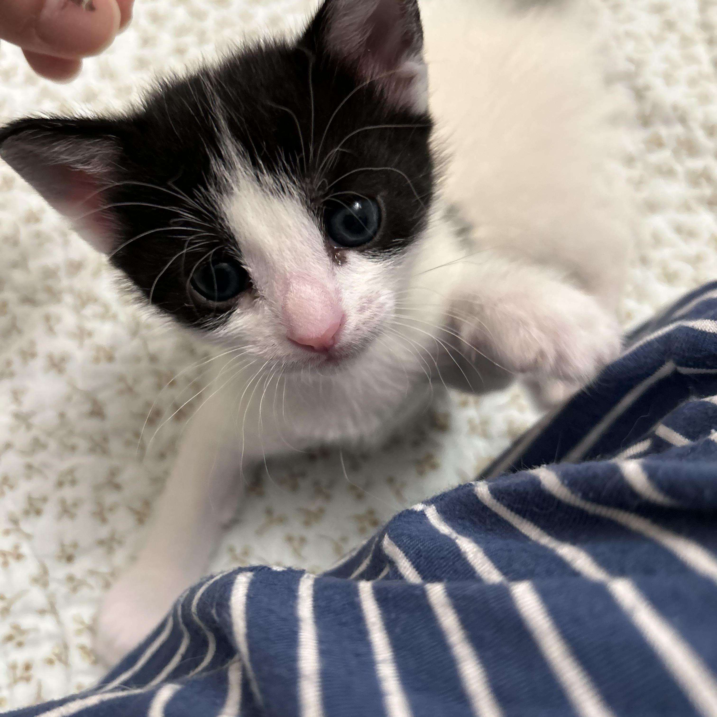 Mia Maebelle, ADOPTABLE, Kitten Female Domestic Short Hair.