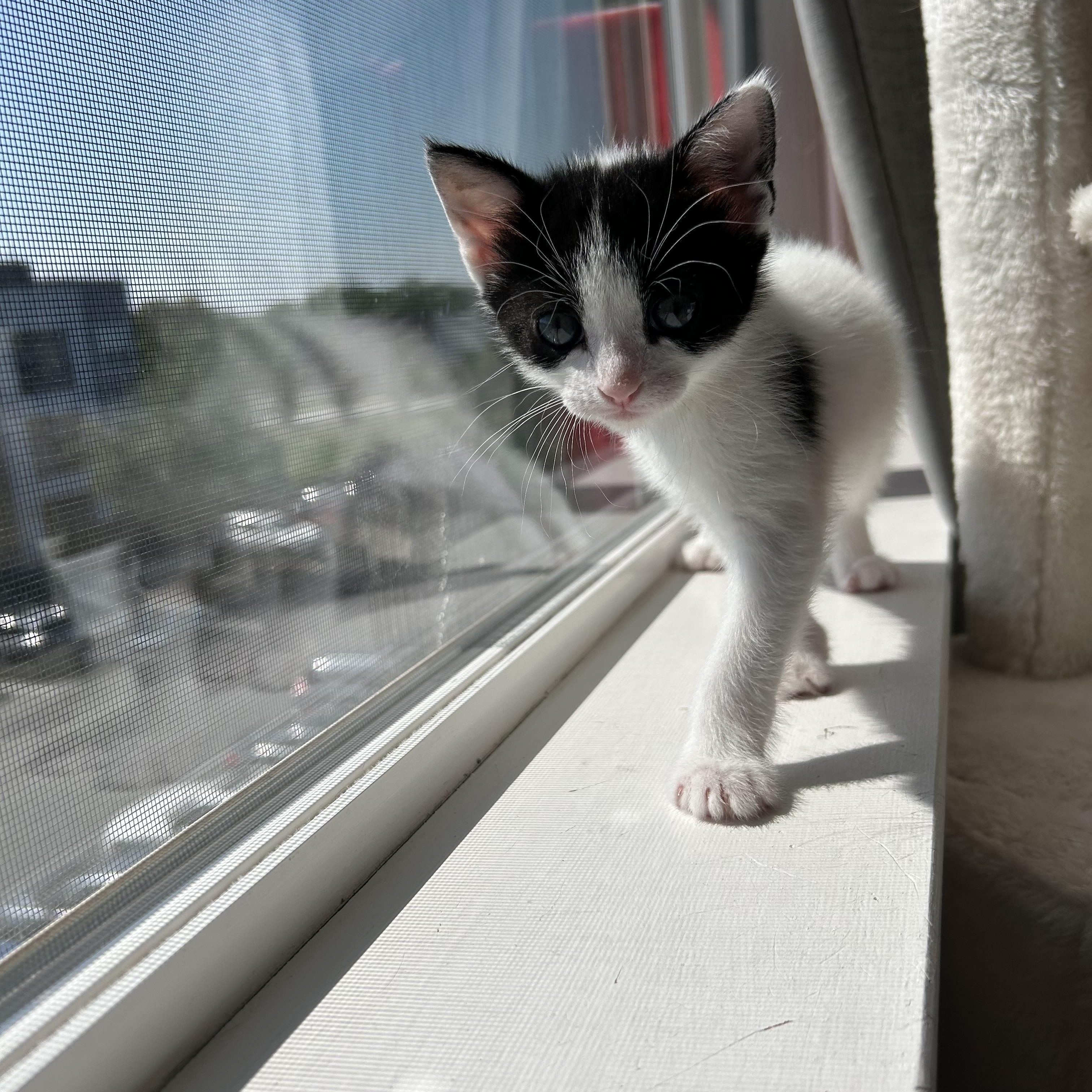 Mia Maebelle, a ADOPTABLE Domestic Short Hair in Easley, SC image 2/4