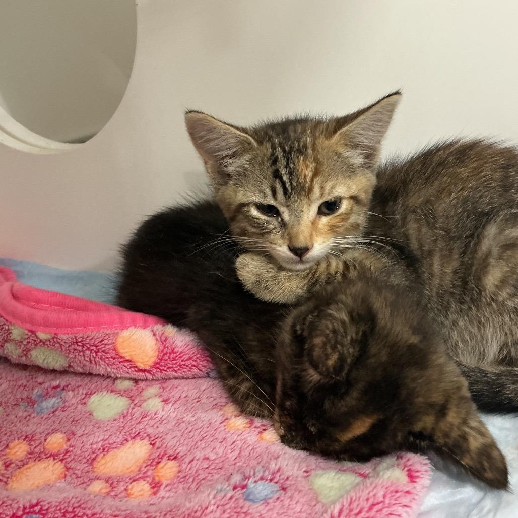 Enlarge Flannel, a Adoptable Domestic Short Hair in Elizabeth City, NC image 1/1
