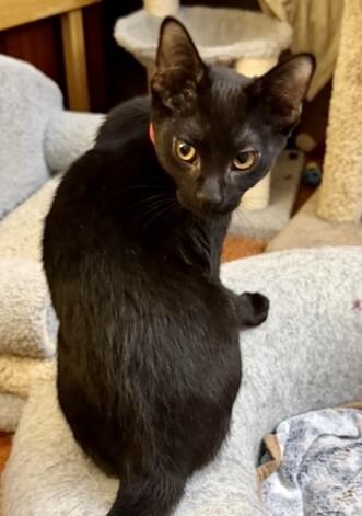 Glenda, Adoptable, Young Female Domestic Short Hair.