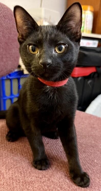Enlarge Glenda, a Adoptable Domestic Short Hair in Arlington, WA image 2/2