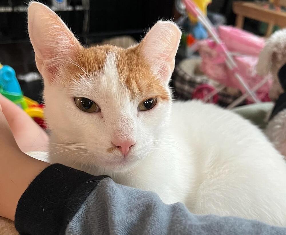 Enlarge Caramel, a Adoptable mixed breed in Ronkonkoma, NY image 2/5