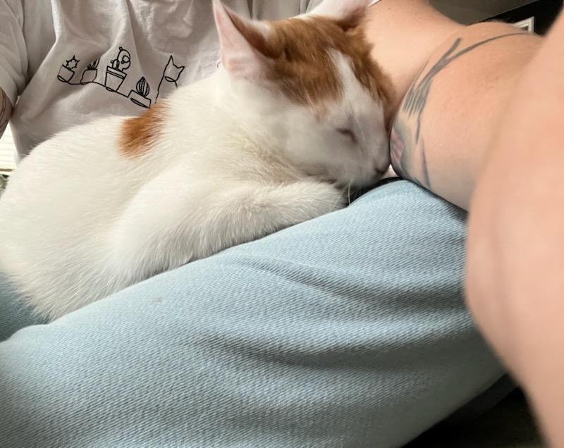 Enlarge Caramel, a Adoptable mixed breed in Ronkonkoma, NY image 3/5