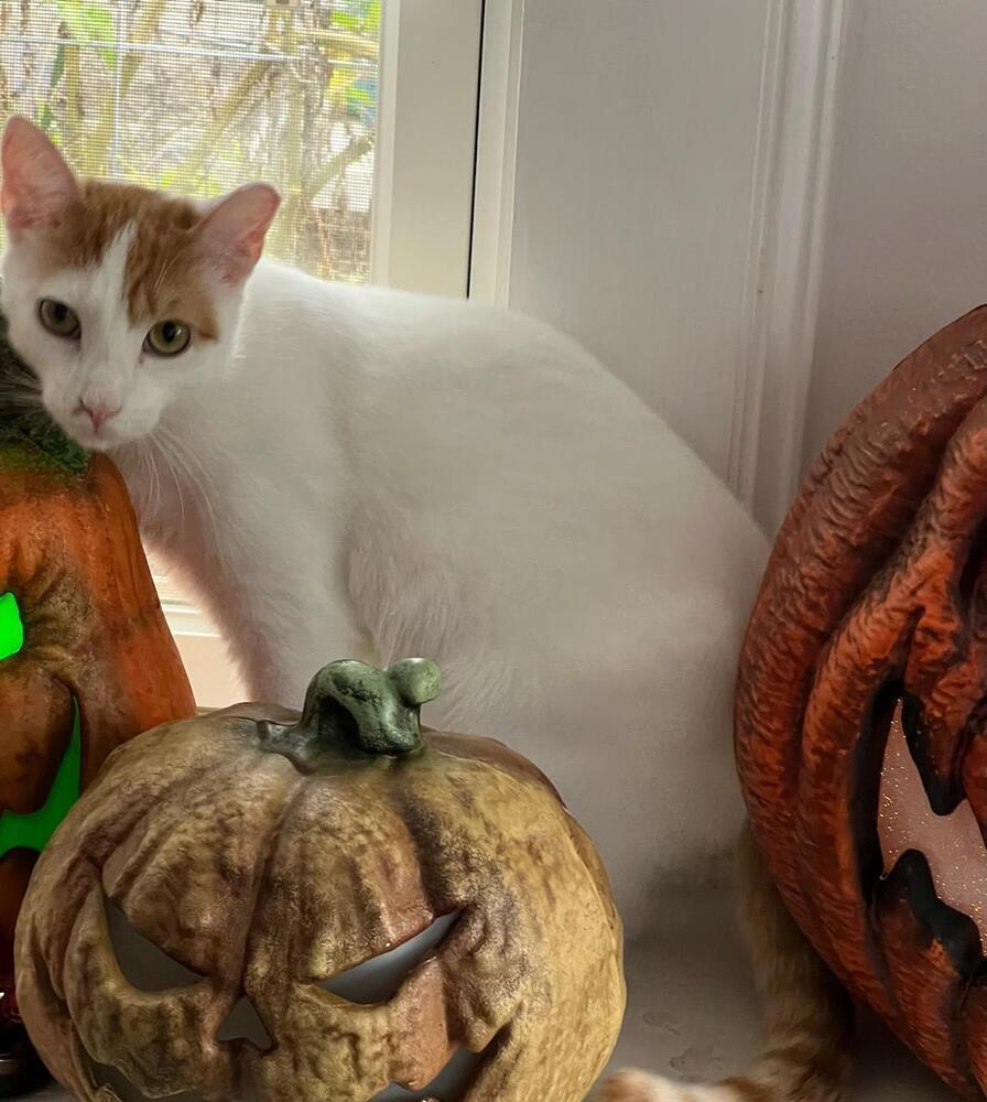 Caramel, Adoptable, Kitten Male Domestic Short Hair & Domestic Short Hair.