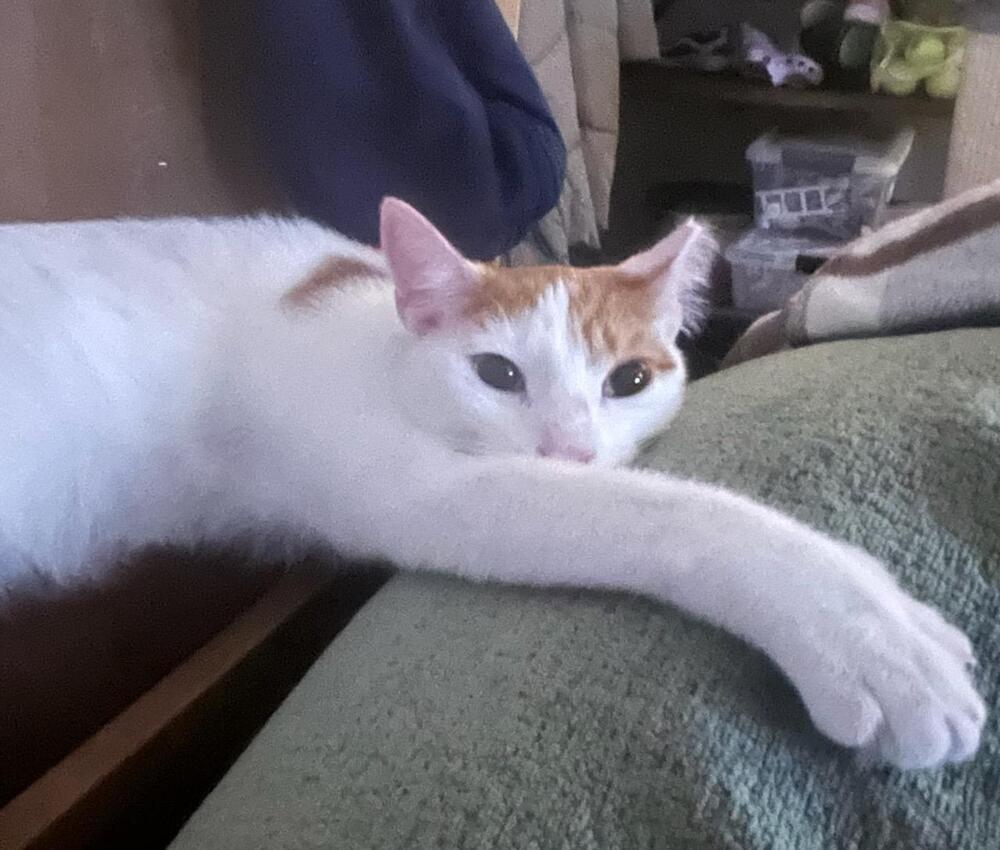 Enlarge Caramel, a Adoptable mixed breed in Ronkonkoma, NY image 5/5