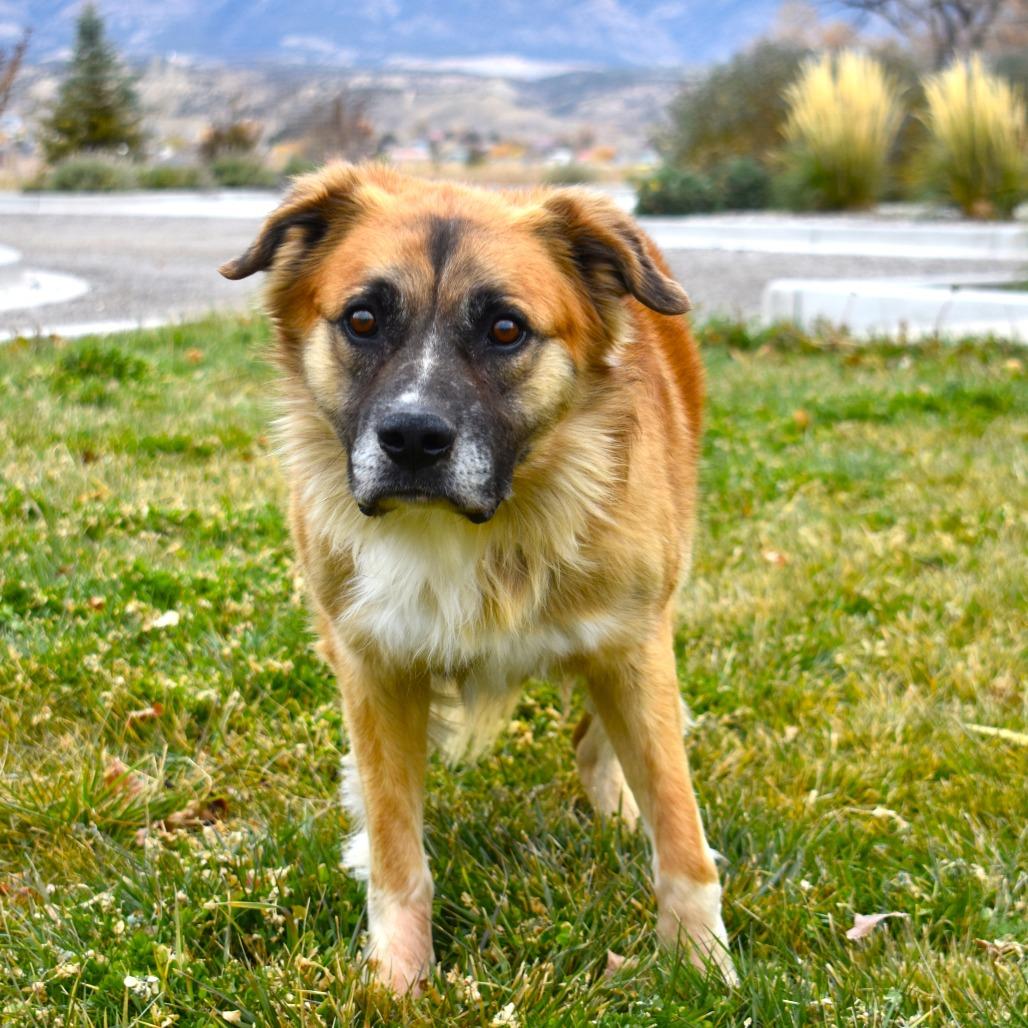 Murdock (Vision), a Adoptable mixed breed image 1/6