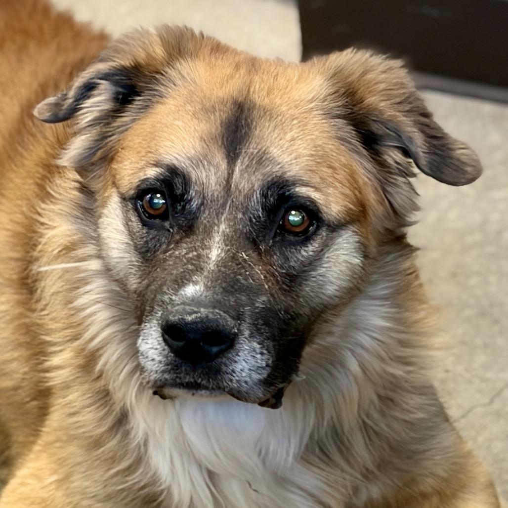 Murdock (Vision), a Adoptable mixed breed image 2/6