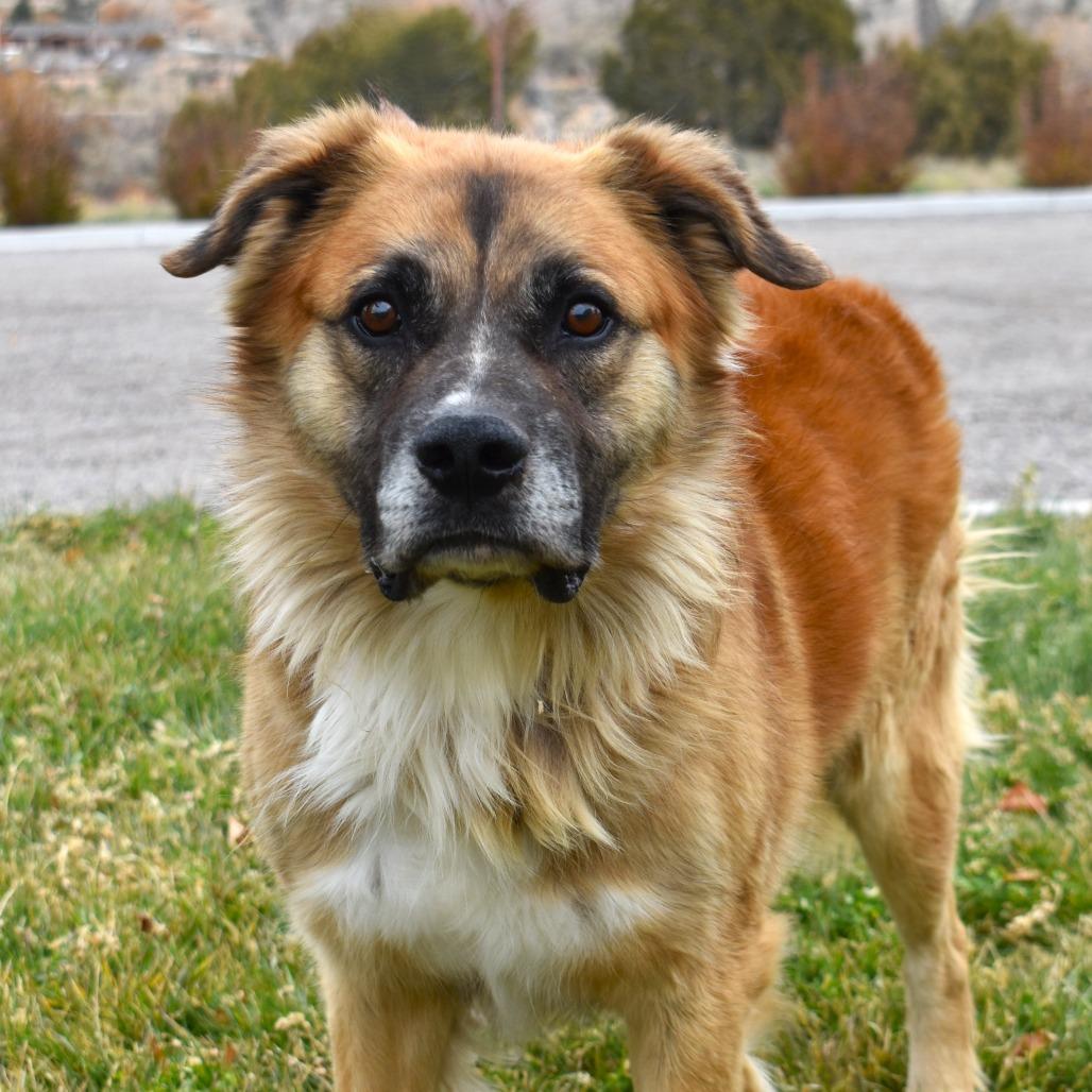 Murdock (Vision), a Adoptable mixed breed image 3/6