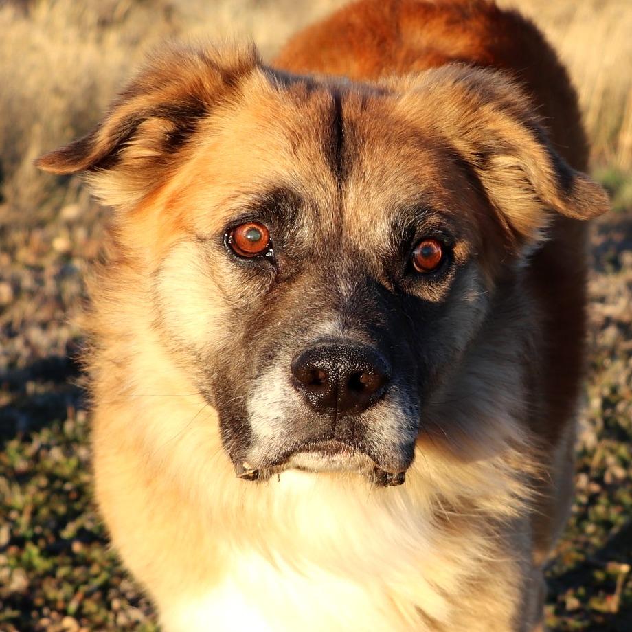 Murdock (Vision), a Adoptable mixed breed image 5/6