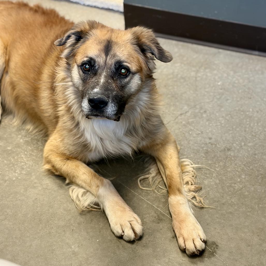 Murdock (Vision), a Adoptable mixed breed image 6/6