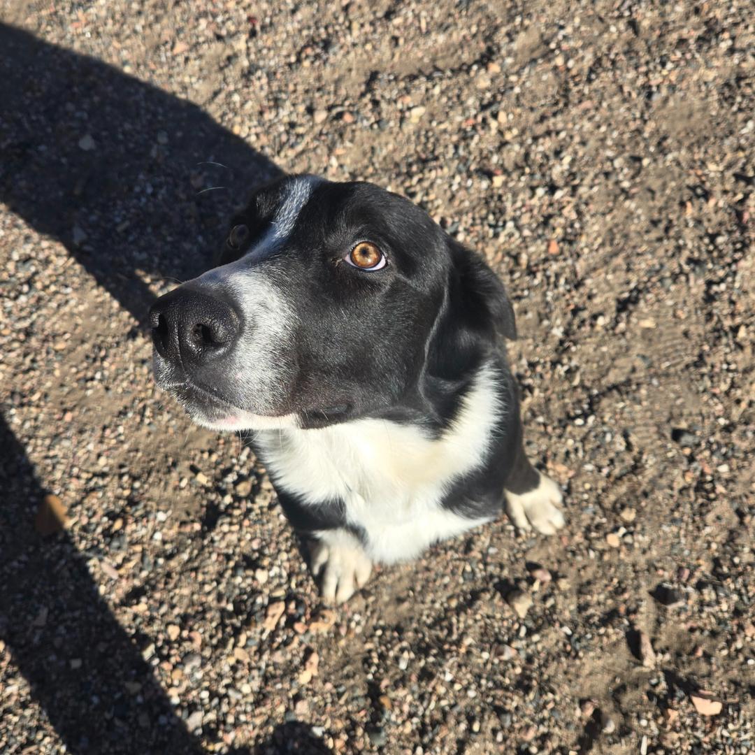 Enlarge Kronk, a Adoptable mixed breed in Douglas, WY image 2/3
