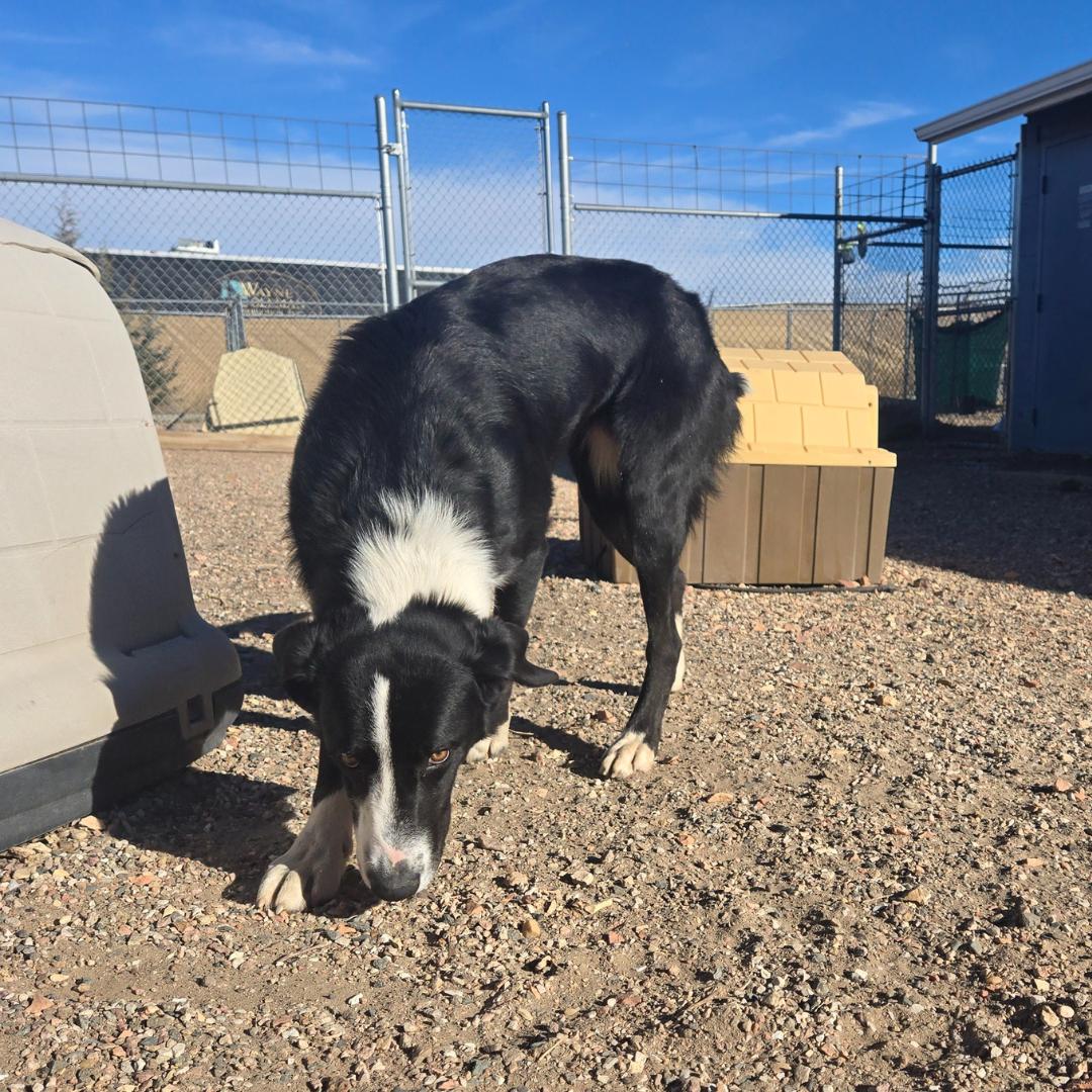 Enlarge Kronk, a Adoptable mixed breed in Douglas, WY image 3/3