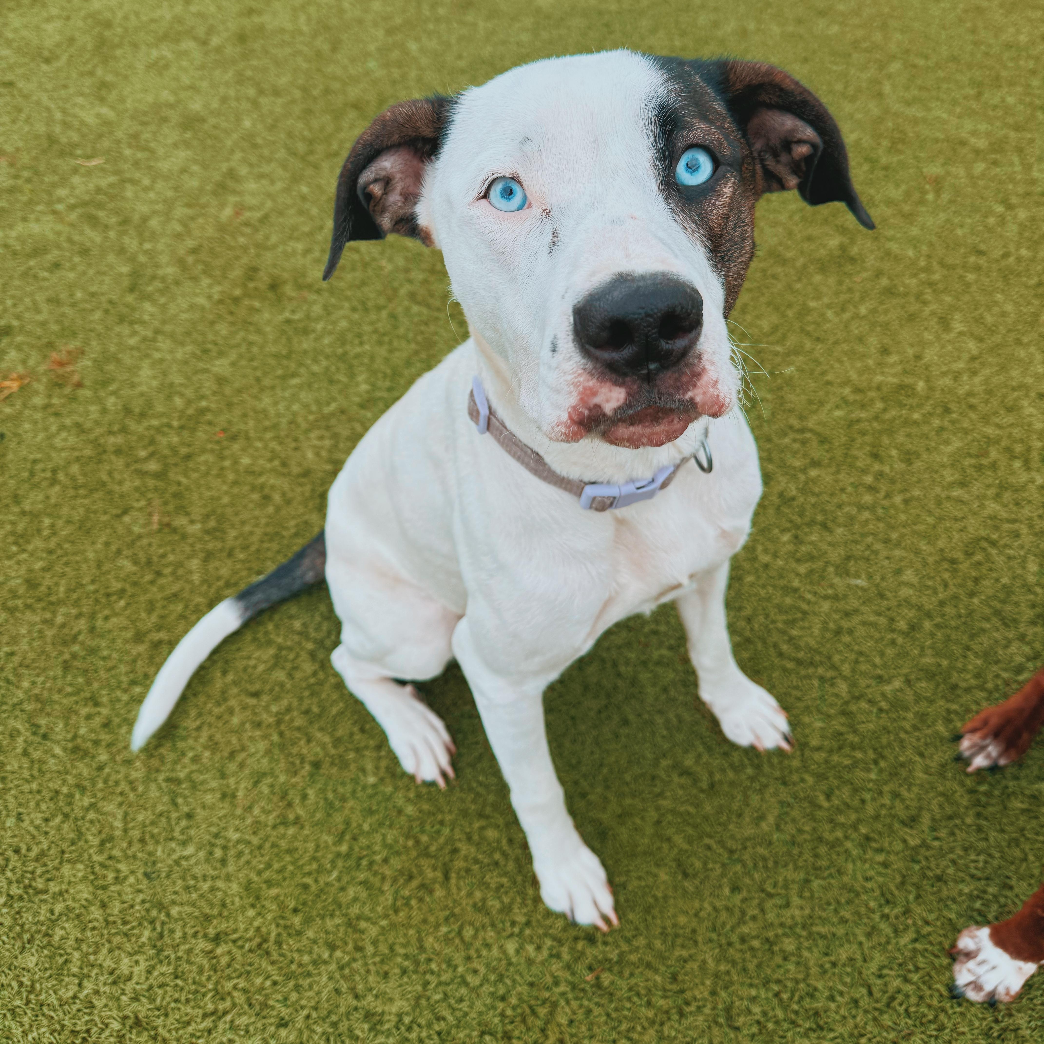 Enlarge Nova, a Adoptable mixed breed in Hays, KS image 3/6