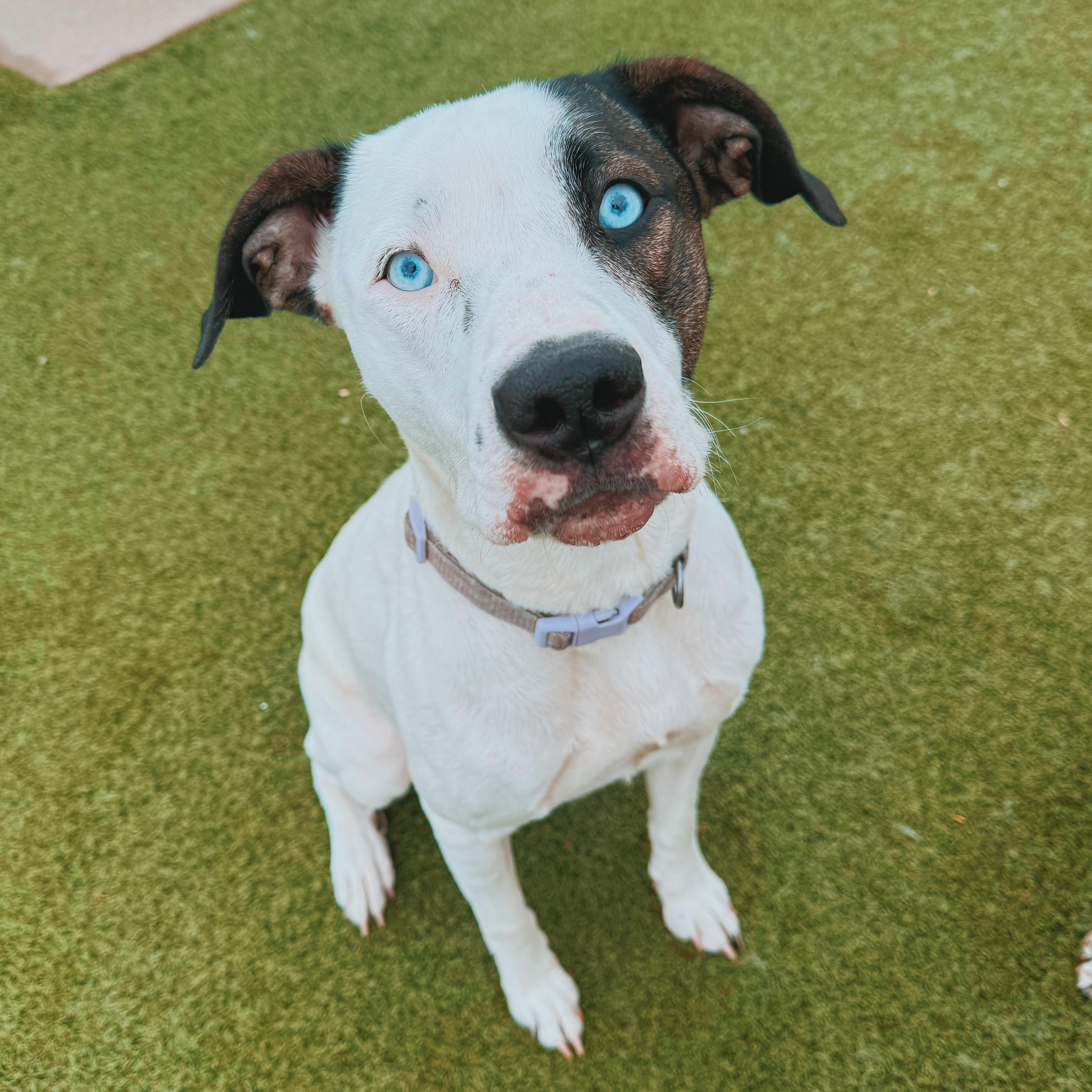 Nova, Adoptable, Adult Female Australian Cattle Dog / Blue Heeler.