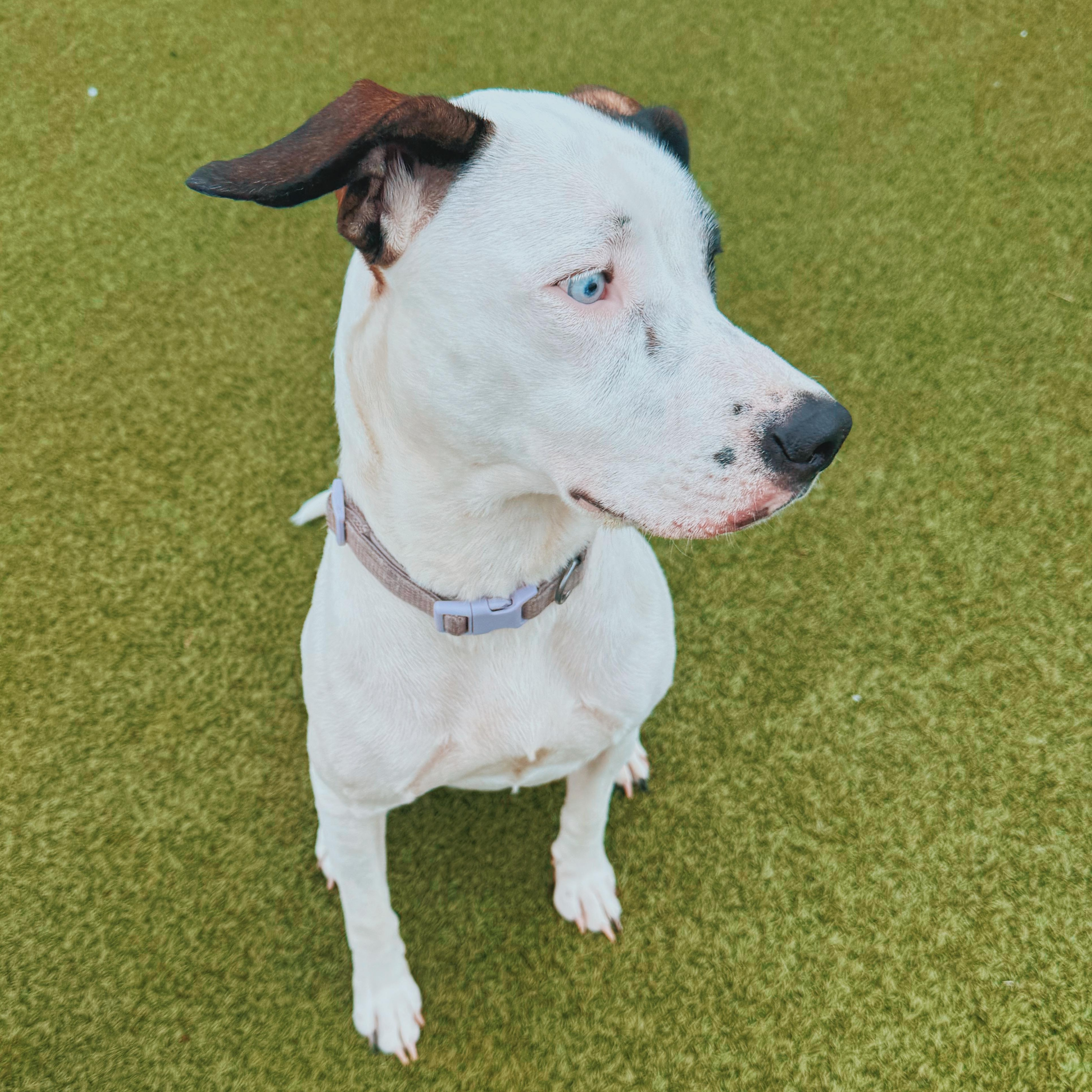 Enlarge Nova, a Adoptable mixed breed in Hays, KS image 4/6