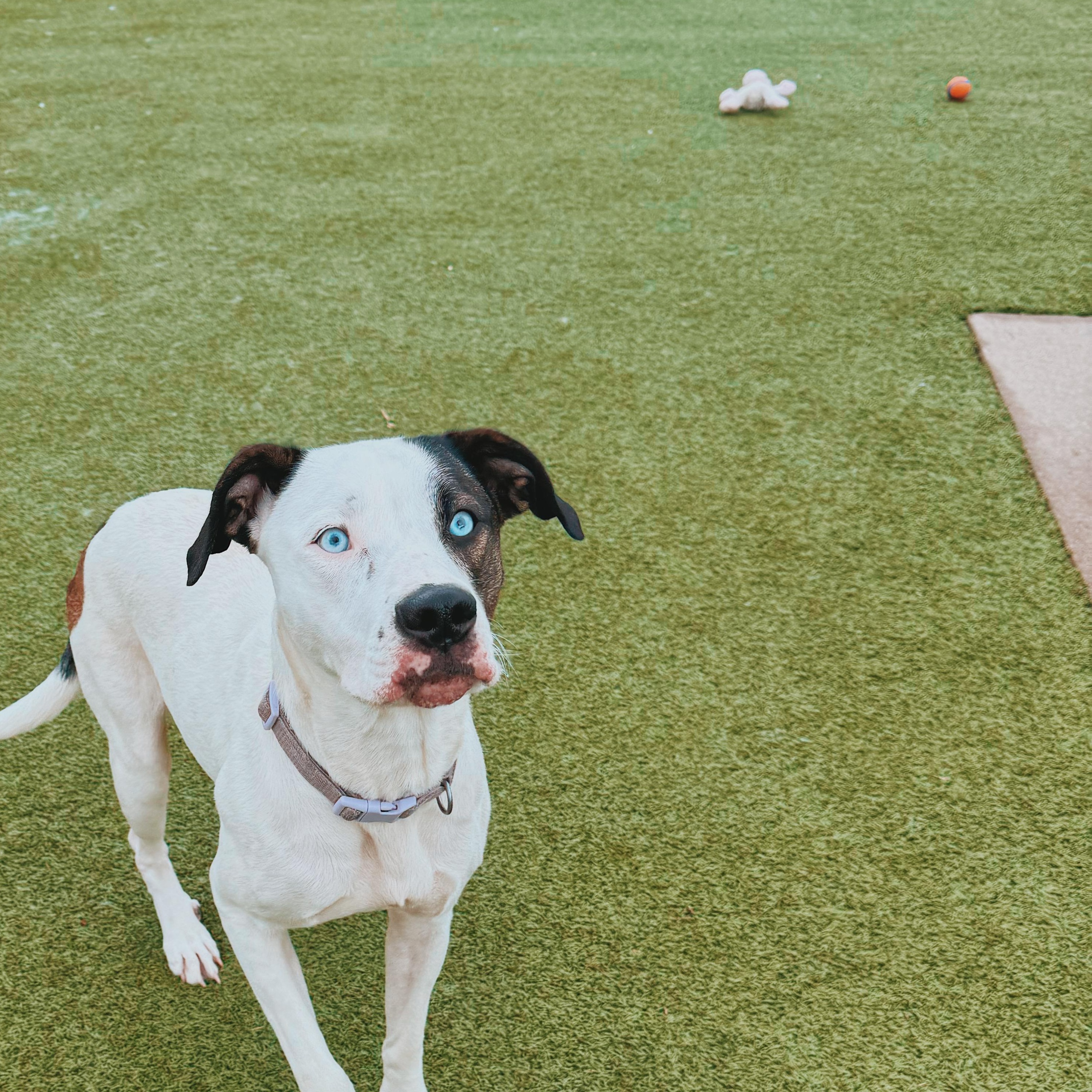 Enlarge Nova, a Adoptable mixed breed in Hays, KS image 6/6