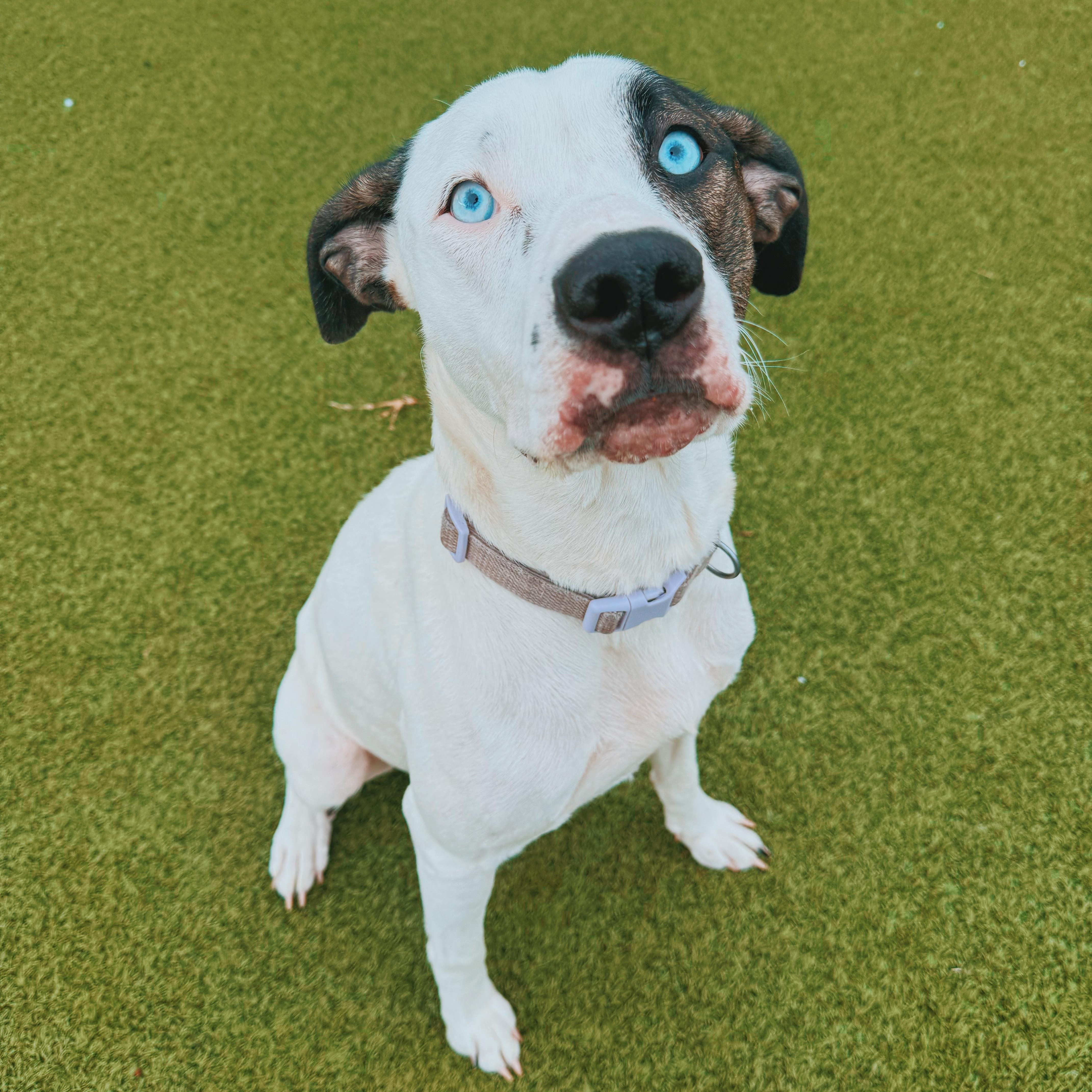 Enlarge Nova, a Adoptable mixed breed in Hays, KS image 5/6