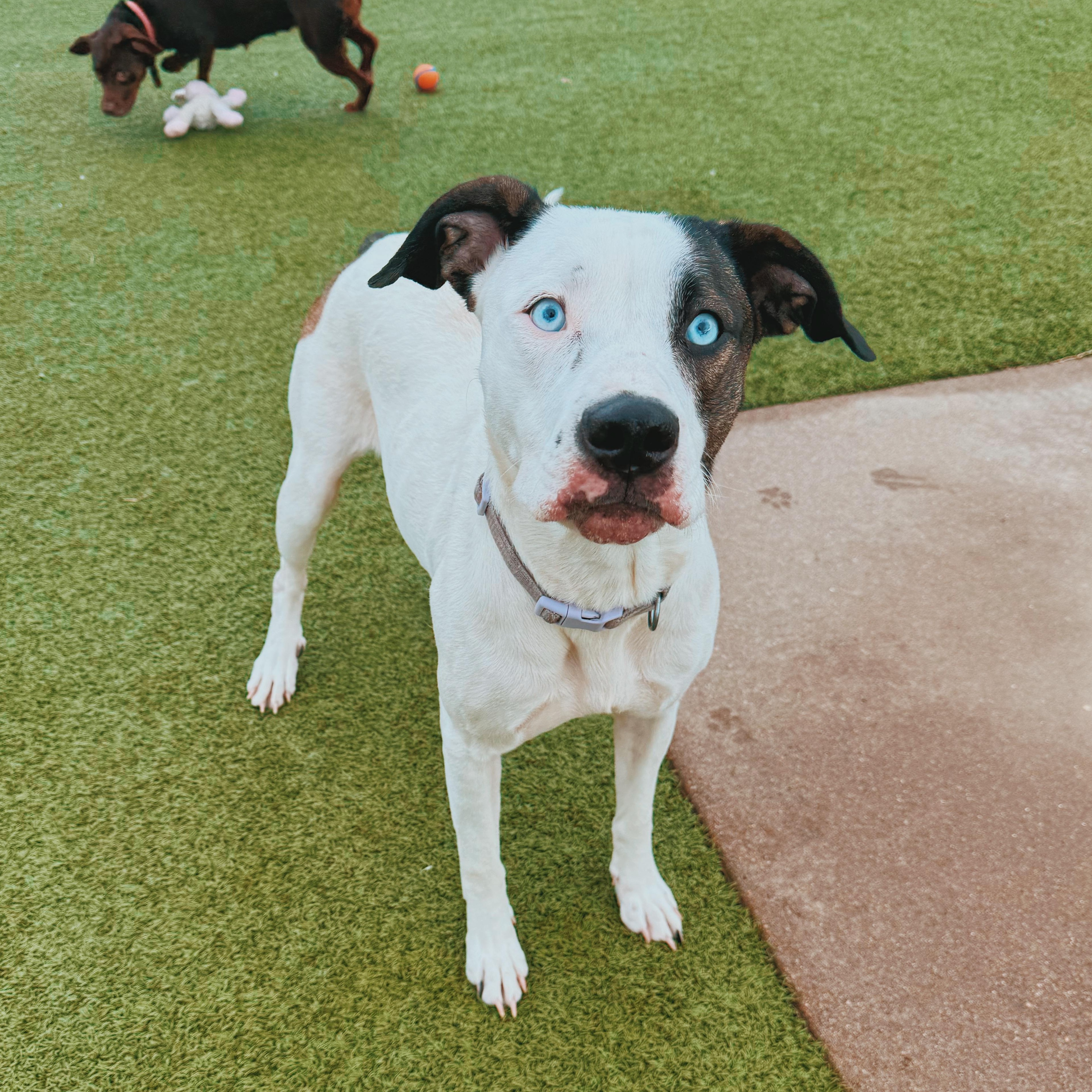 Enlarge Nova, a Adoptable mixed breed in Hays, KS image 2/6