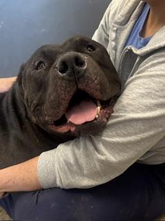Enlarge Maharaja, a Adoptable mixed breed in Cleveland, OH image 6/6