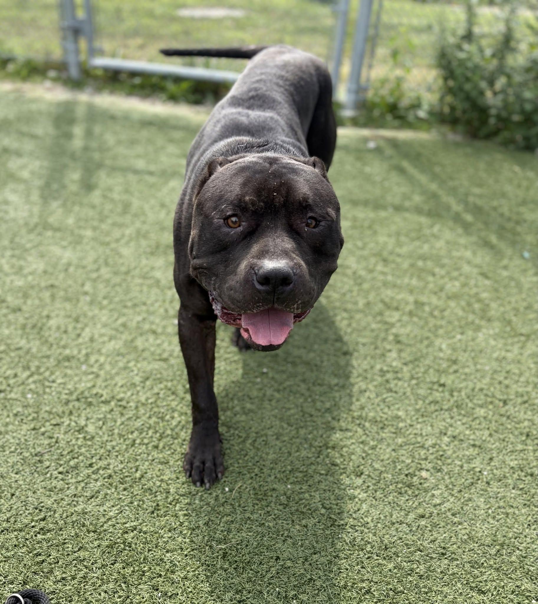 Enlarge Maharaja, a Adoptable mixed breed in Cleveland, OH image 4/6