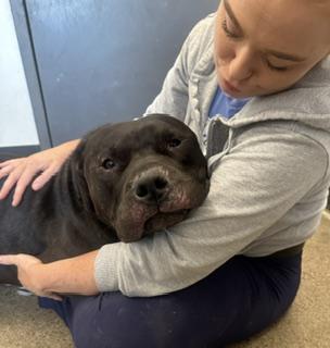 Enlarge Maharaja, a Adoptable mixed breed in Cleveland, OH image 5/6