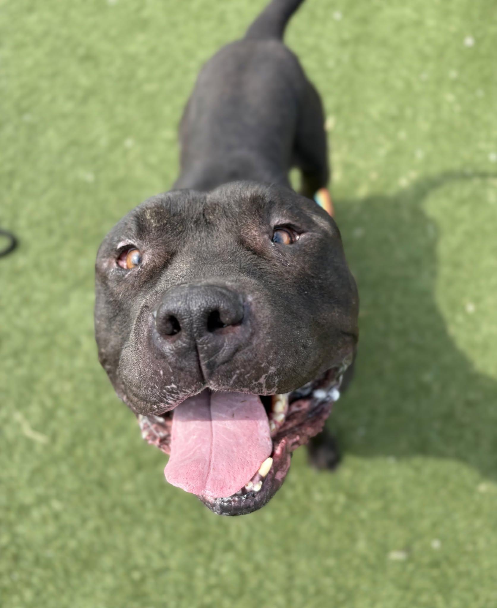 Enlarge Maharaja, a Adoptable mixed breed in Cleveland, OH image 3/6