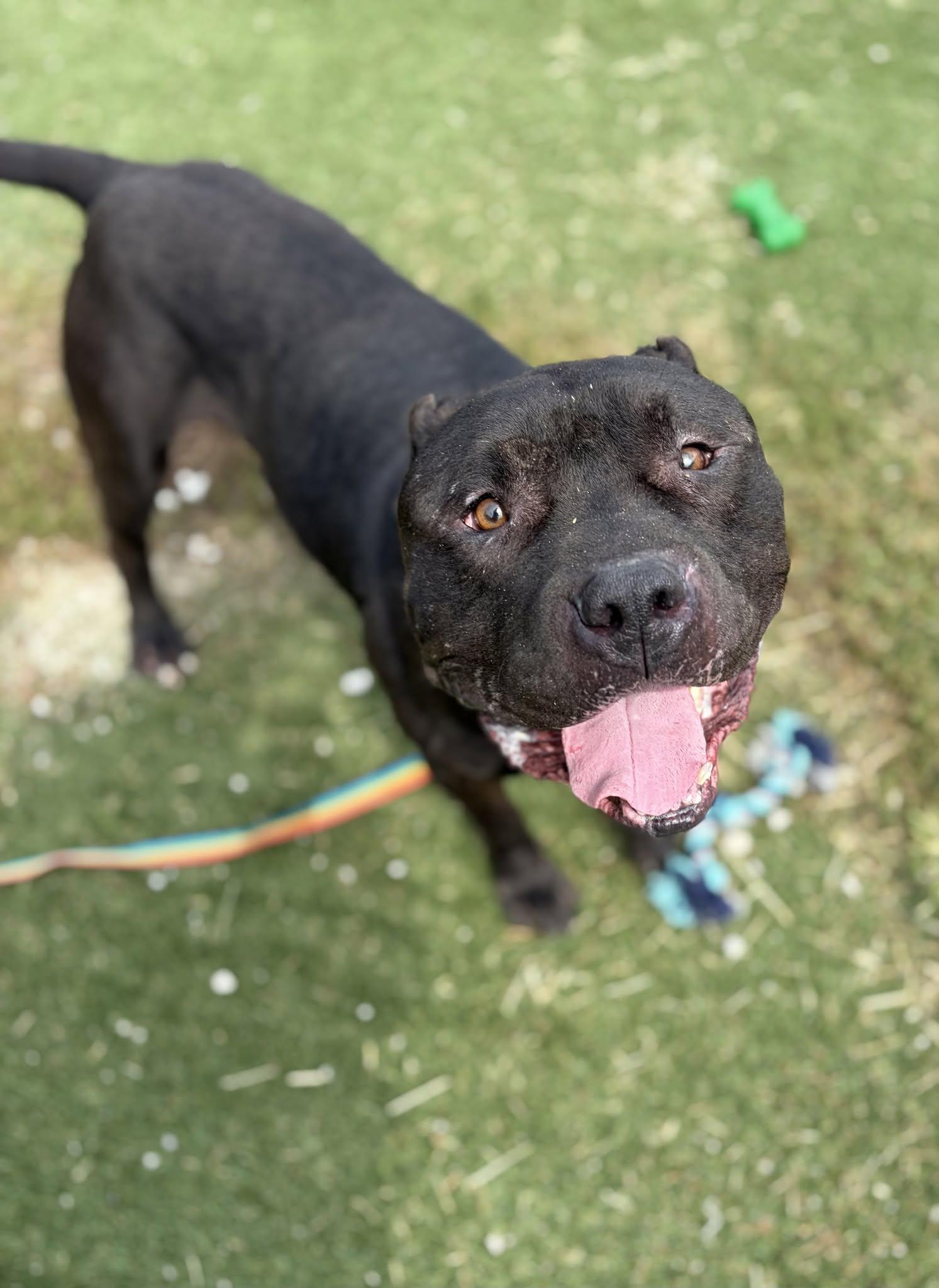 Enlarge Maharaja, a Adoptable mixed breed in Cleveland, OH image 2/6