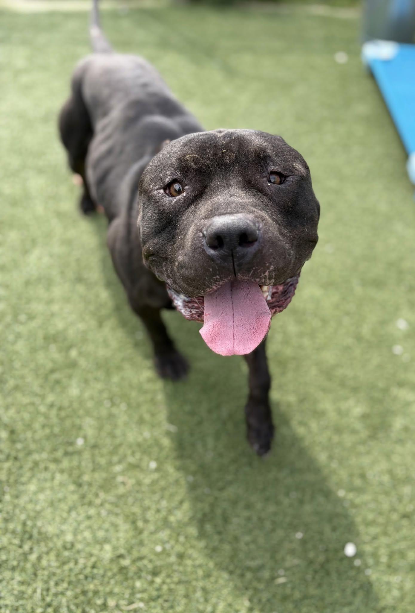Maharaja, Adoptable, Adult Male Pit Bull Terrier.